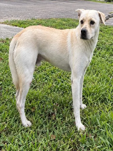 Levi
