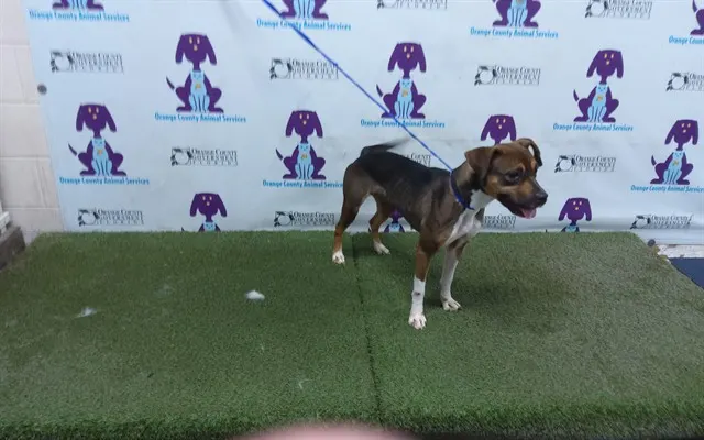 Adoptable Dog