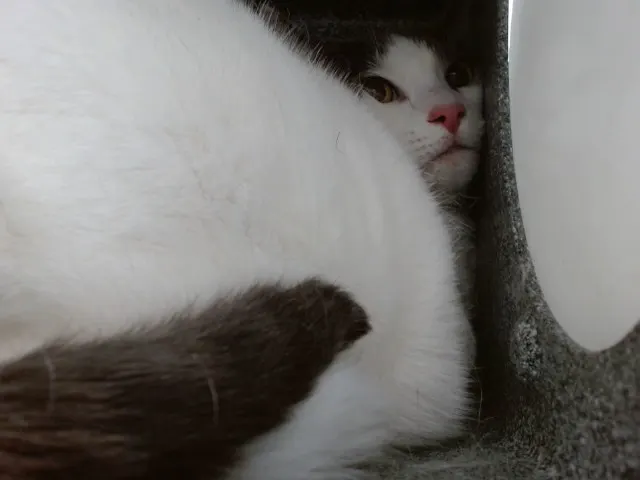 Nala