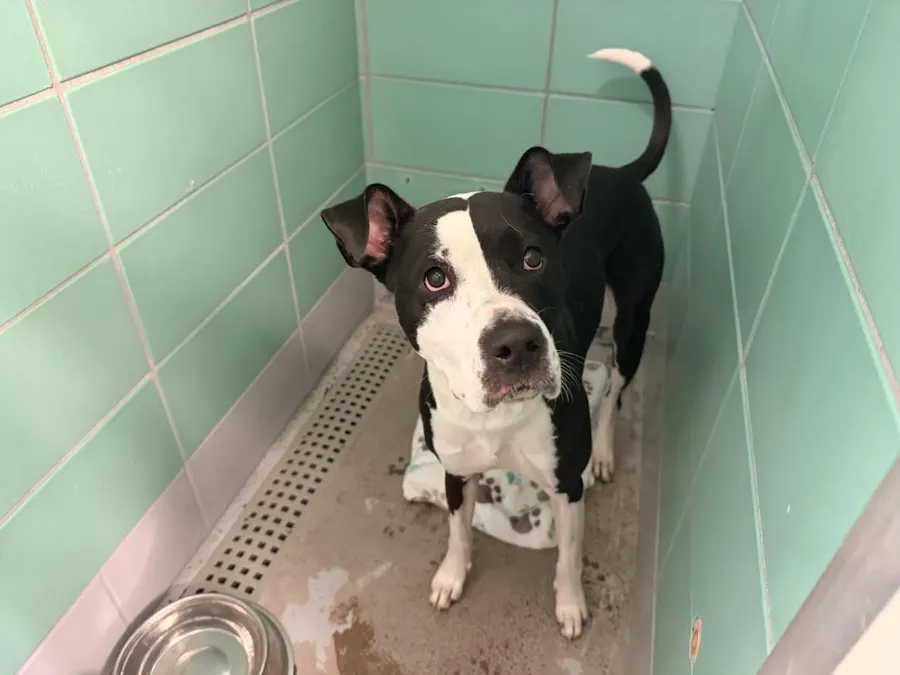 Adoptable Dog