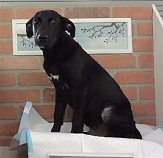 Adoptable Dog