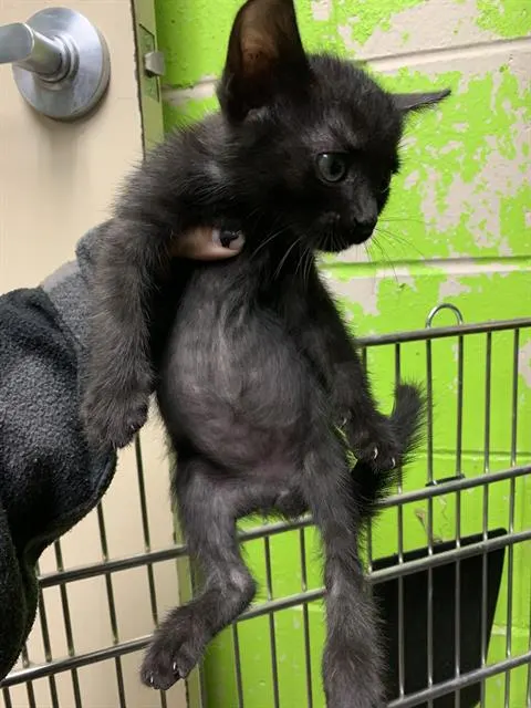 Tyson