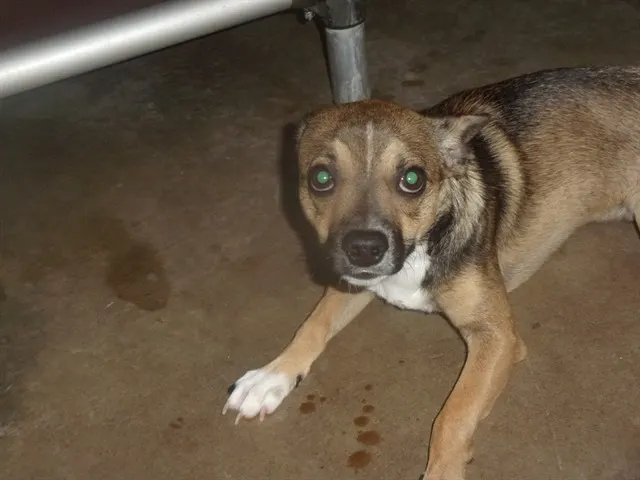 Milo