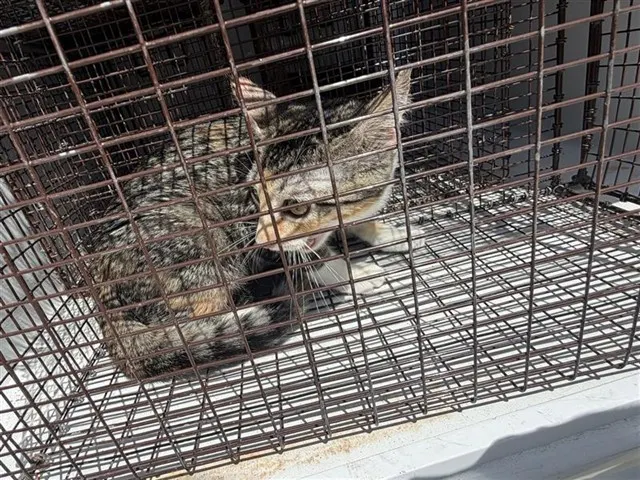 Adoptable Cat