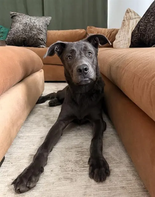 Cooper