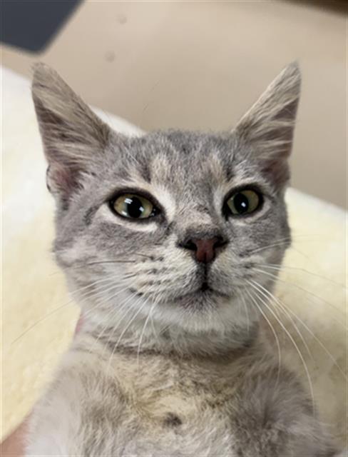 Draco Meow-Foy