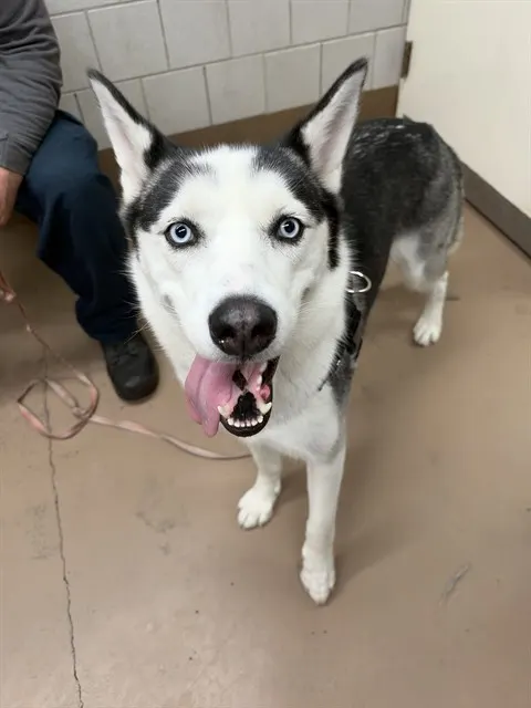 Nala
