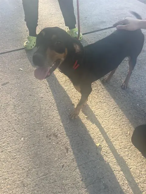 Adoptable Dog
