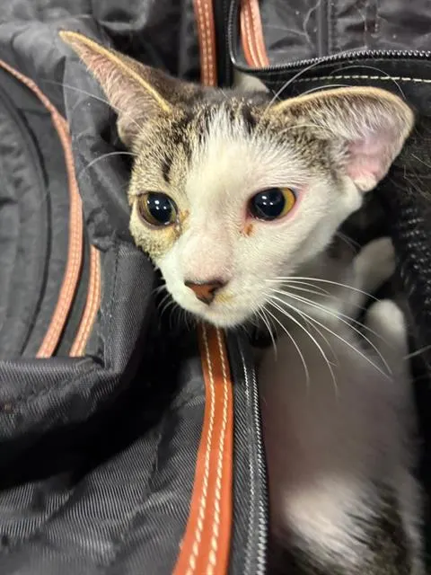 Adoptable Cat