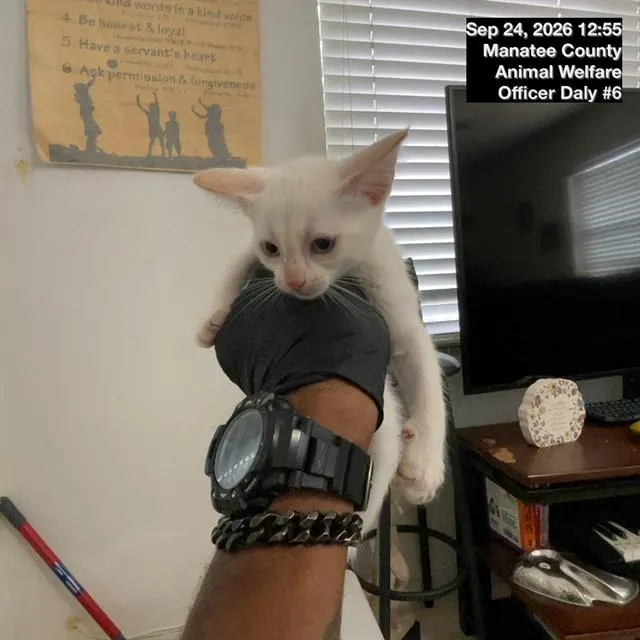 Adoptable Cat