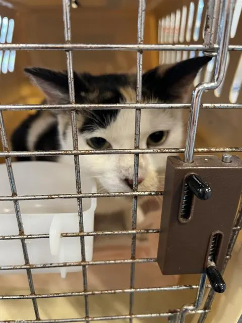 Adoptable Cat