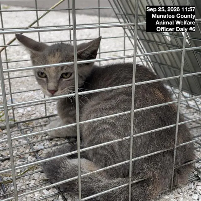 Adoptable Cat