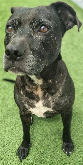 Adoptable Dog