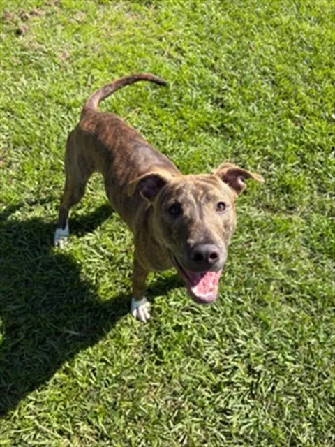 Adoptable Dog