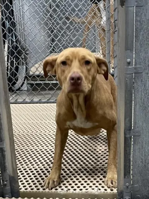 Adoptable Dog