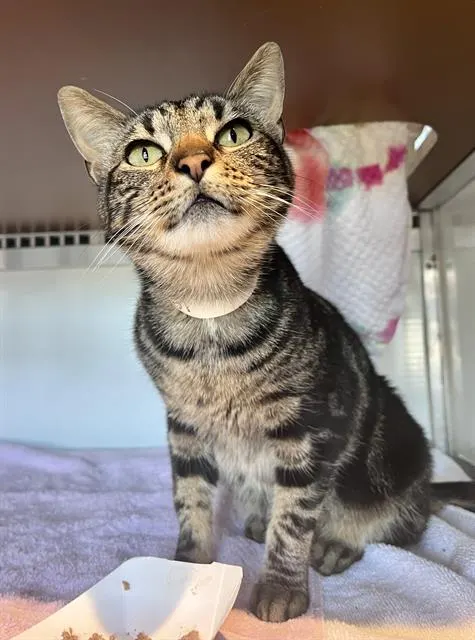Portia