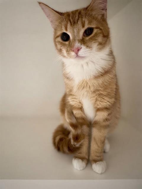 Julius
