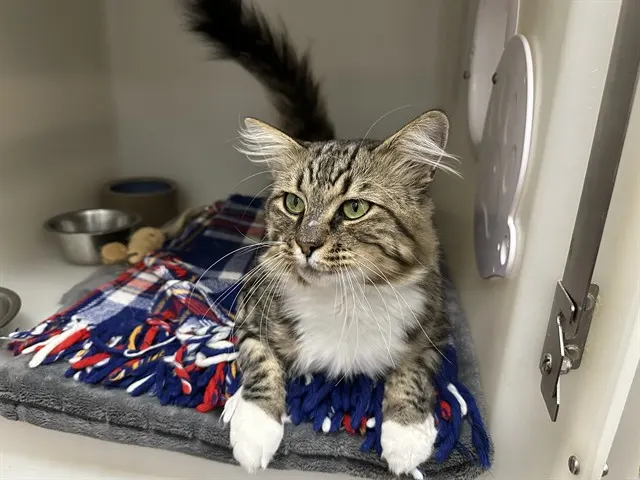 Elvis