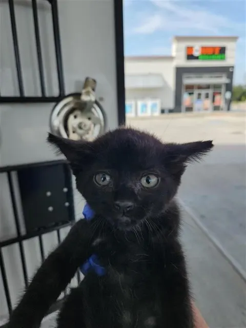 Adoptable Cat
