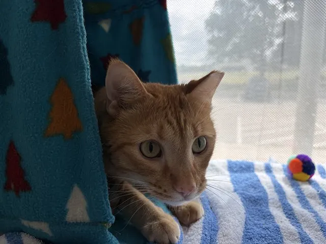 Bert