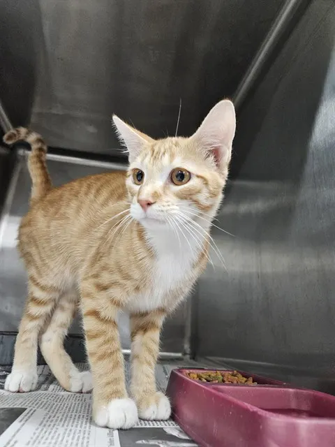 Adoptable Cat