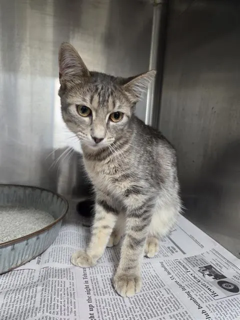 Adoptable Cat