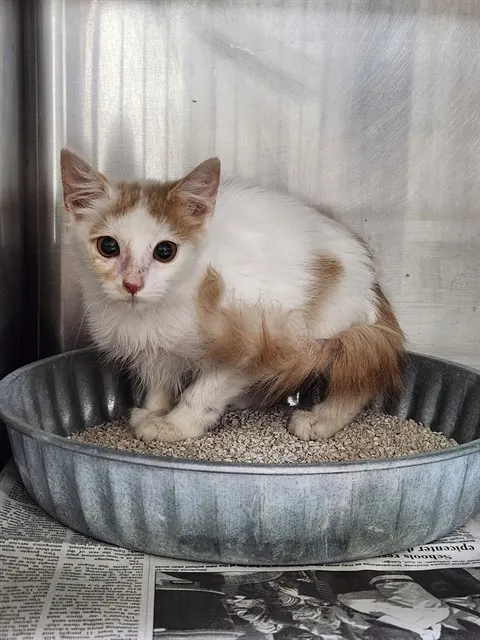 Adoptable Cat