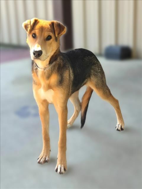 Tia