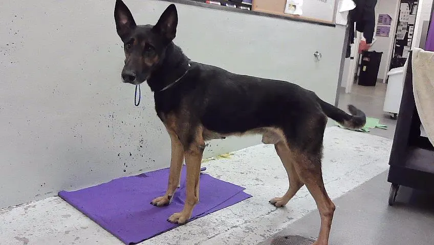 Max