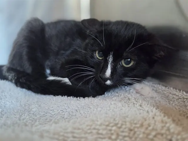 Perry