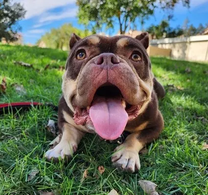 La Chona