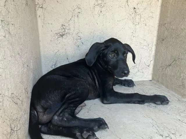 Atticus