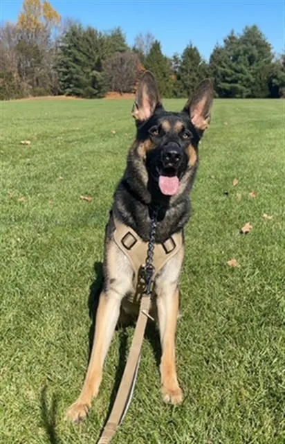Rex