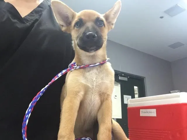 Adoptable Dog