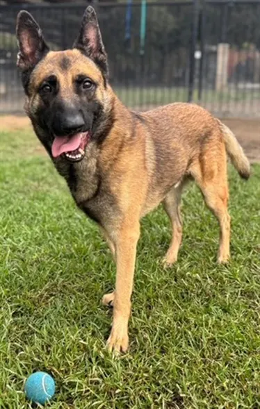 Tonka