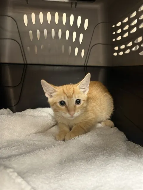 Adoptable Cat