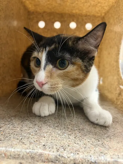 Adoptable Cat