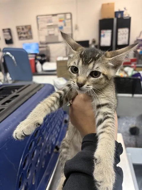 Adoptable Cat