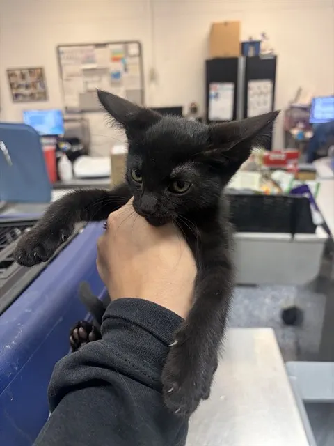 Adoptable Cat