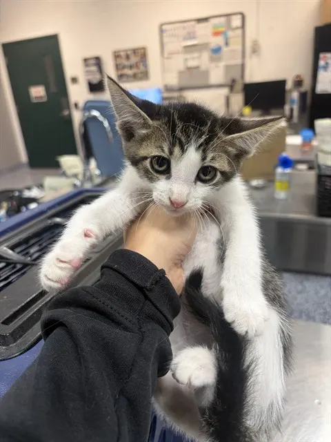 Adoptable Cat