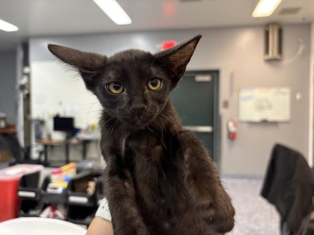 Adoptable Cat