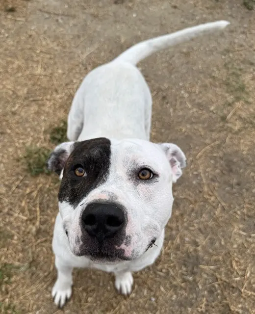 Rex