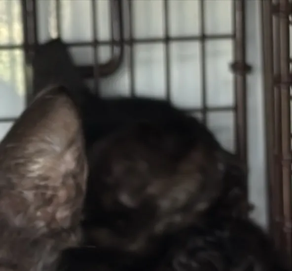 Adoptable Cat