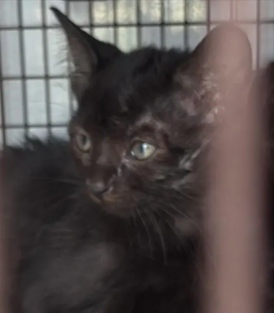 Adoptable Cat
