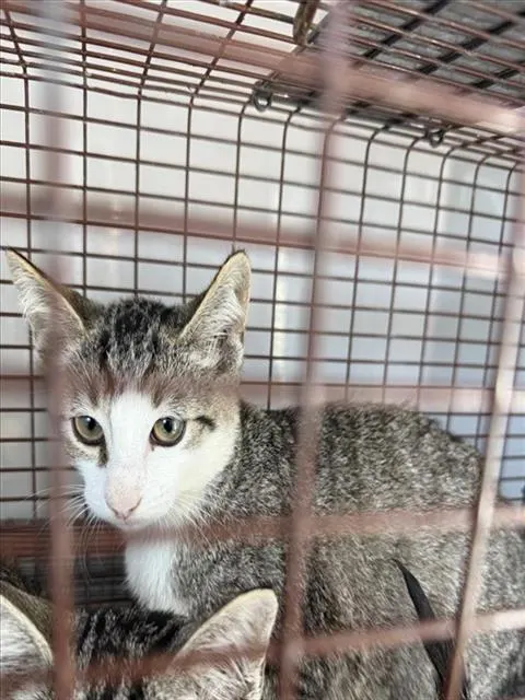 Adoptable Cat