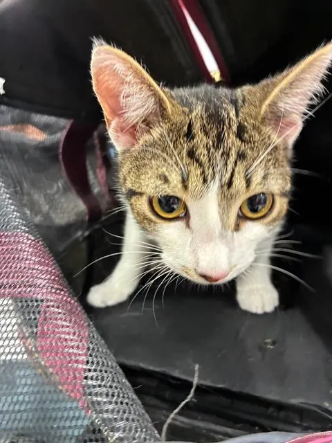 Adoptable Cat