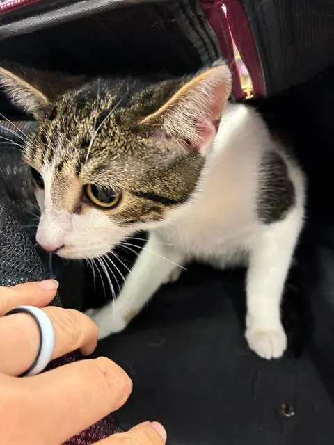 Adoptable Cat
