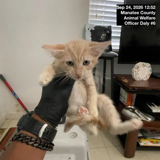 Adoptable Cat
