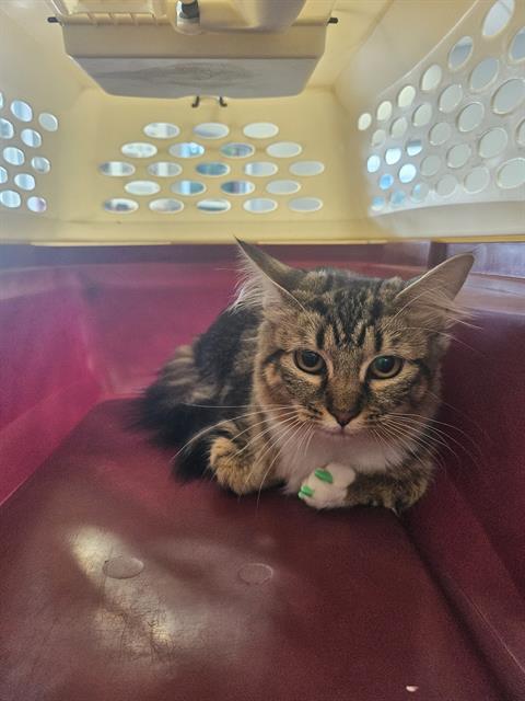 Adoptable Cat