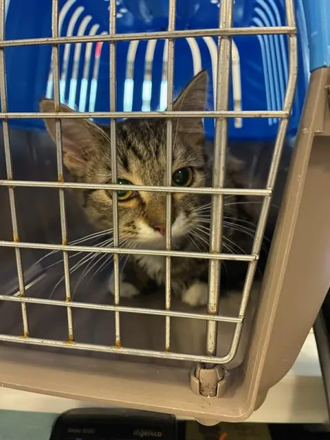 Adoptable Cat